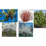 Pollinator Pocket Pack